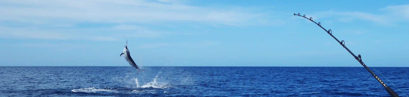 ocean city maryland fishing, ocean city maryland marlin fishing